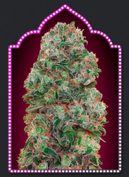 Featured Image of Bubble Gum