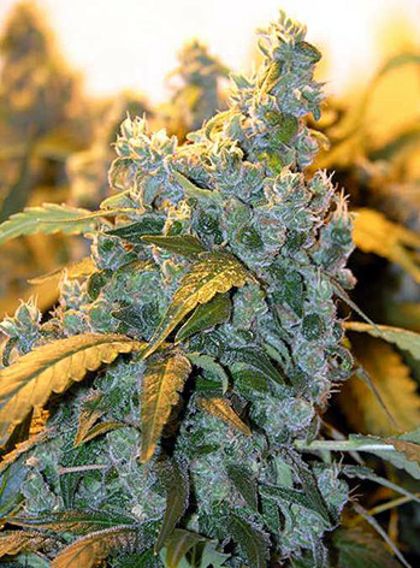 Featured Image of Chronic