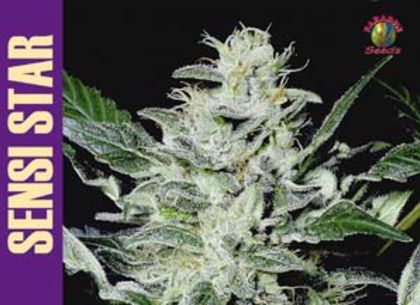 Featured Image of Sensi Star