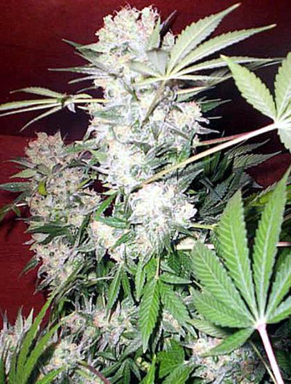 Featured Image of White Russian