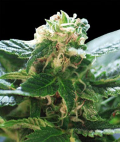 Featured Image of Colombian Gold
