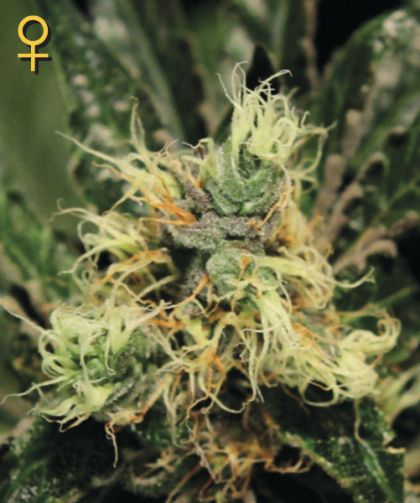 Featured Image of Pure Kush