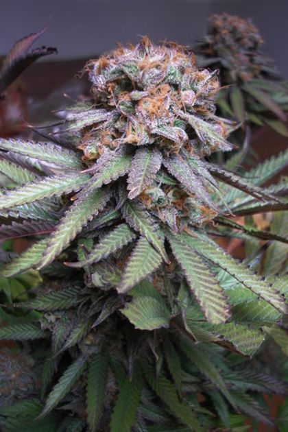 Featured Image of Querkle