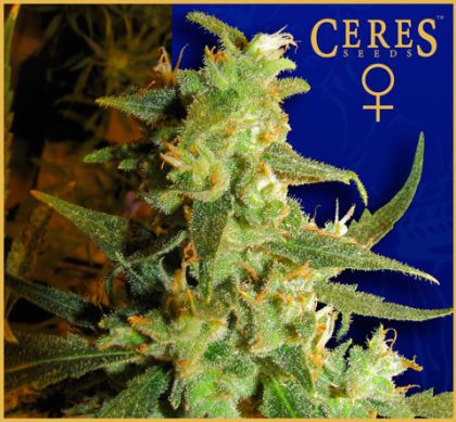 Featured Image of Skunk Haze