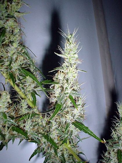 Featured Image of Mango Haze