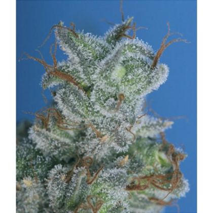 Featured Image of Burmese Kush