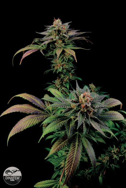 Featured Image of Blue Widow