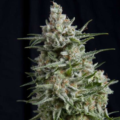 Featured Image of Anesthesia