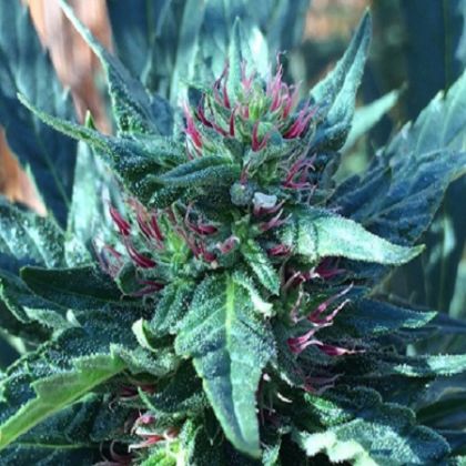 Featured Image of Snowcap