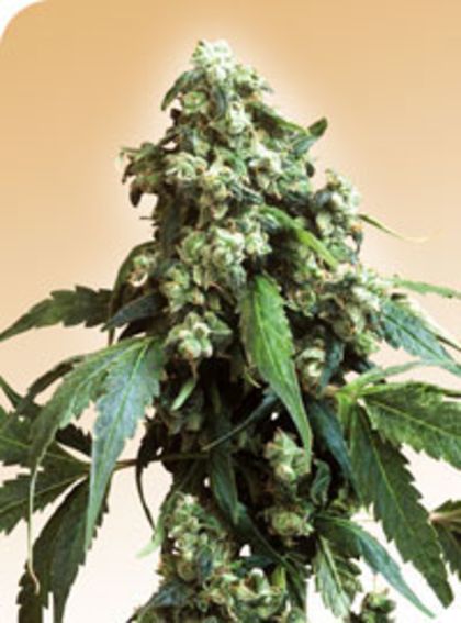 Featured Image of Jack Flash