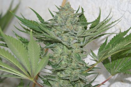Featured Image of Critical Haze