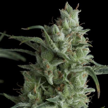 Featured Image of Kryptonite