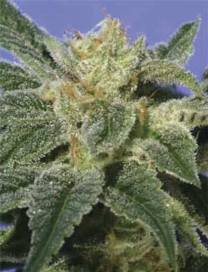 Featured Image of Kushage