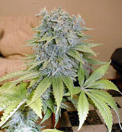 Featured Image of Medicine Man