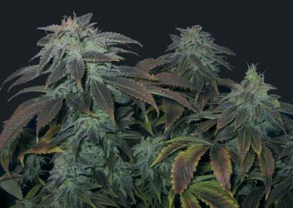 Featured Image of Heavy Duty Fruity