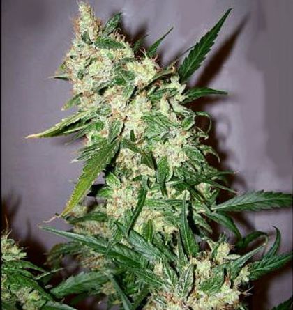Featured Image of Ash (Afghan Skunk X Afghan Haze)
