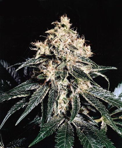 Featured Image of Devil