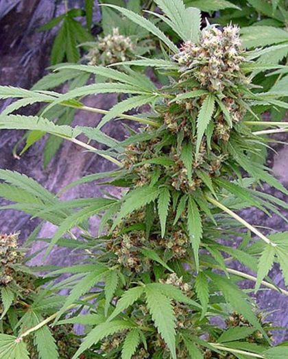 Featured Image of Early Skunk