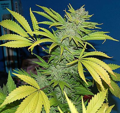 Featured Image of G13 Skunk
