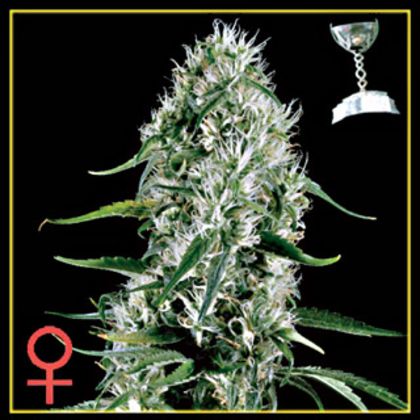 Featured Image of Super Silver Haze