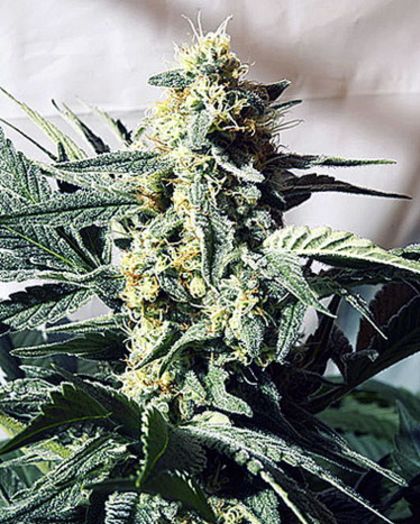 Featured Image of G13 Widow