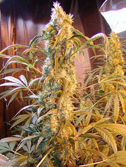 Featured Image of Mango Widow