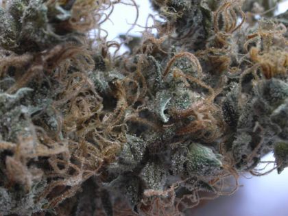 Featured Image of Nhs (Northern Lights/Haze X Skunk)