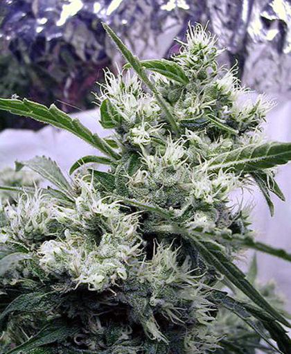 Featured Image of Ak47
