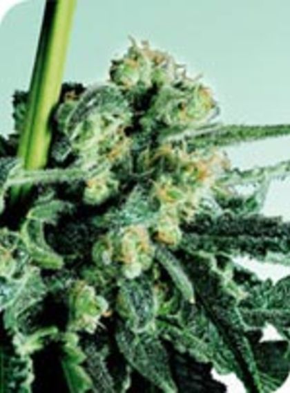 Featured Image of Sensi Skunk