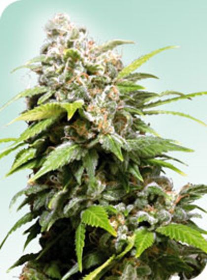 Featured Image of Californian Indica