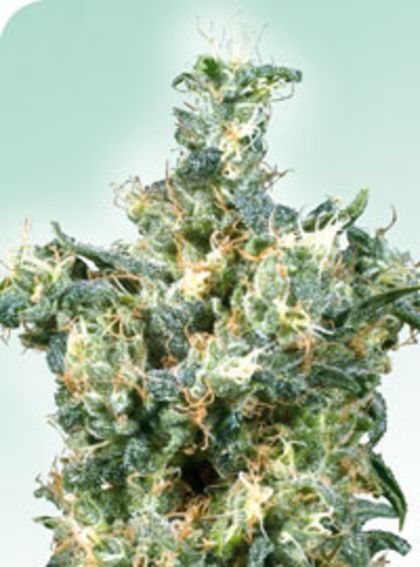 Featured Image of American Dream