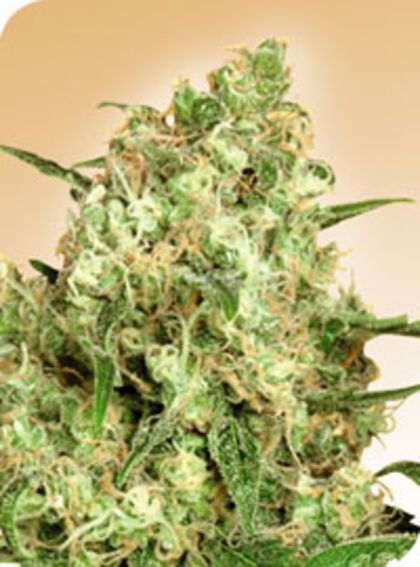 Featured Image of Maple Leaf Indica