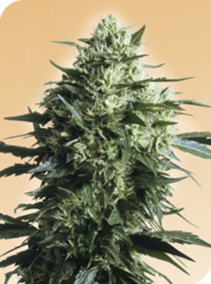 Featured Image of Mother's Finest
