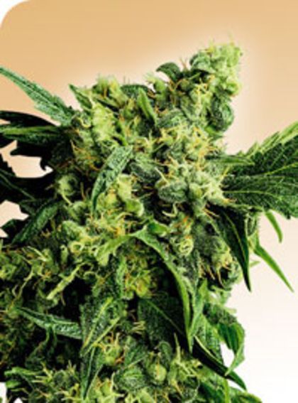 Featured Image of G13 X Hash Plant Mr Nice