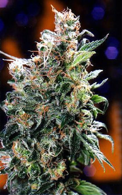 Featured Image of Californian Orange