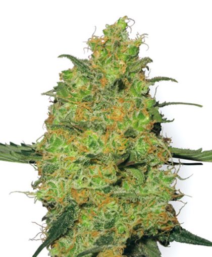 Featured Image of Master Kush