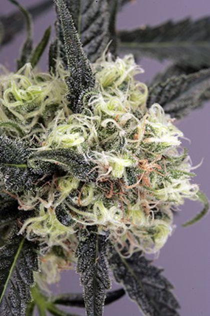 Featured Image of Snow Bud