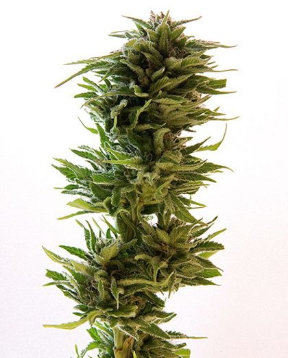 Featured Image of Amnesia Lemon
