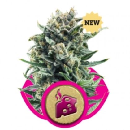 Featured Image of Blue Cheese