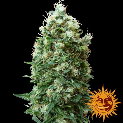 Featured Image of Phatt Fruity
