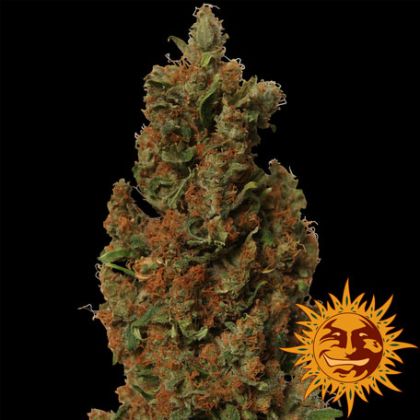 Featured Image of Red Diesel
