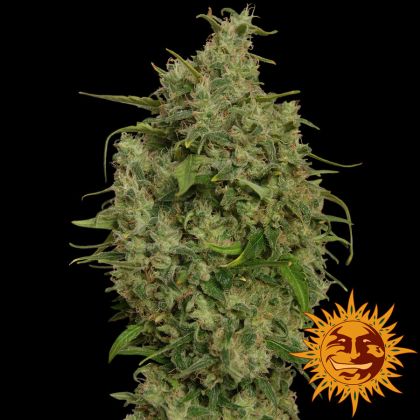 Featured Image of Sweet Tooth
