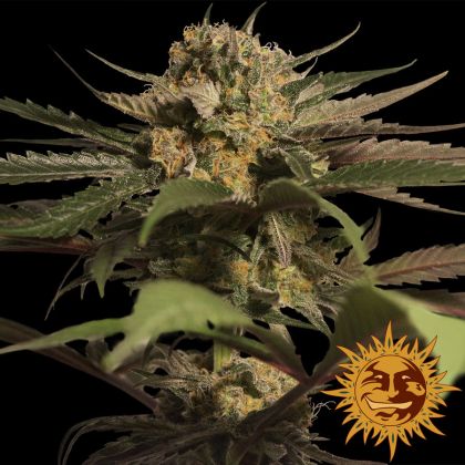 Featured Image of Violator Kush