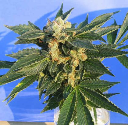 Featured Image of Mk Ultra