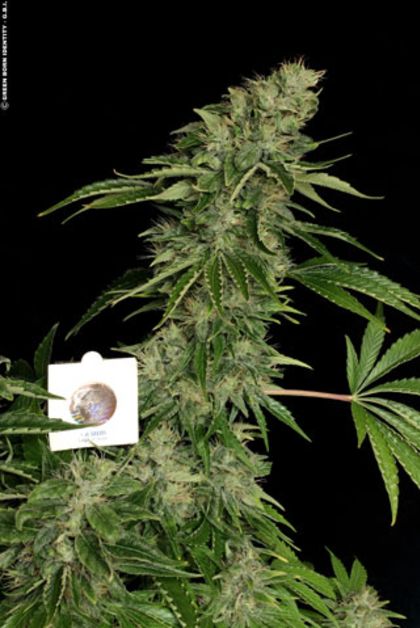 Featured Image of Sage 'N' Sour