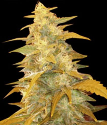 Featured Image of Afghan Kush