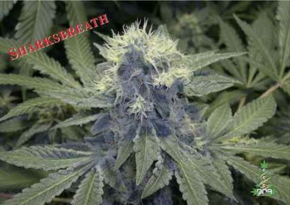 Featured Image of Sharksbreath (Gyo Collection
