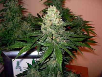 Featured Image of Rocklock (Gyo Collection
