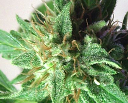 Featured Image of Afrodite