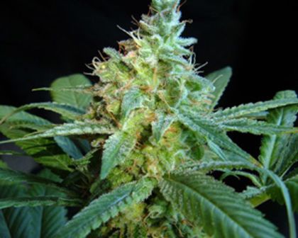 Featured Image of Mataro Blue
